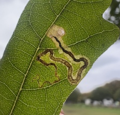 Stigmella saginella
