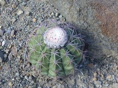 Melocactus peruvianus