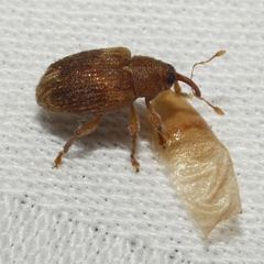 Lignyodes bischoffi