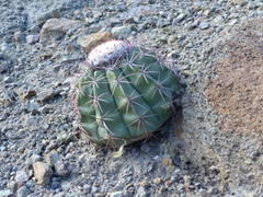Melocactus peruvianus