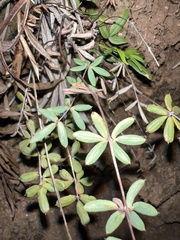 Pellaea ternifolia