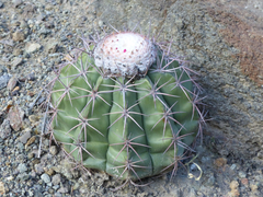 Melocactus peruvianus