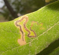 Stigmella saginella