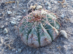 Melocactus peruvianus