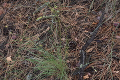 Crepis atribarba