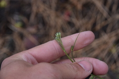 Crepis atribarba