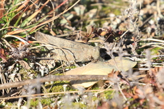 Trimerotropini