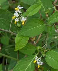 Solanum americanum