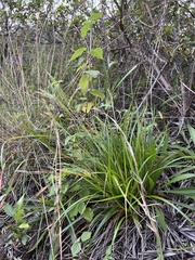 Carex wahuensis