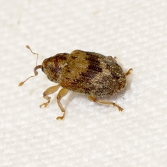 Lignyodes bischoffi