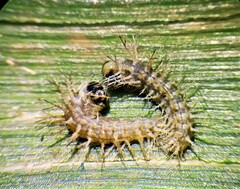 Diatraea