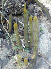 Haageocereus versicolor