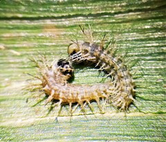 Diatraea