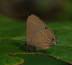 Arzecla tucumanensis