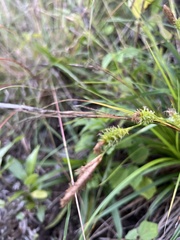 Carex wahuensis