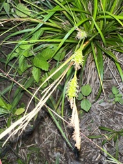 Carex wahuensis