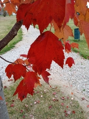 Acer rubrum