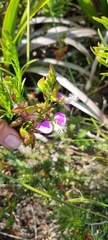 Polygala bracteolata