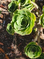 Aeonium