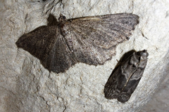 Rhoptria asperaria