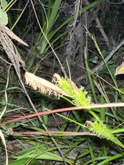 Carex wahuensis
