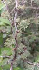 Mimosa texana