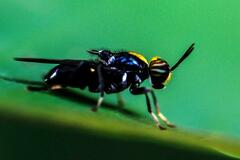 Cyphomyia