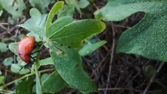 Leptinotarsa rubiginosa