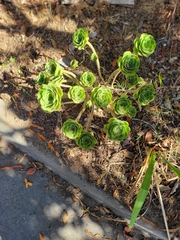 Aeonium