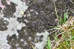 Umbilicaria polyphylla