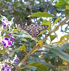 Phanus australis
