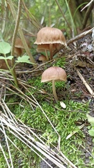 Psathyrella bipellis