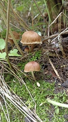 Psathyrella bipellis