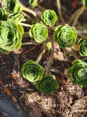 Aeonium