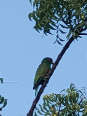 Amazona albifrons