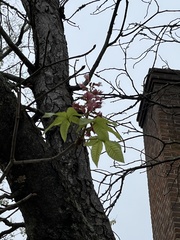 Aesculus × carnea