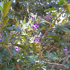 Phanus australis