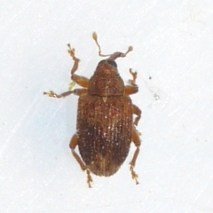 Lignyodes bischoffi