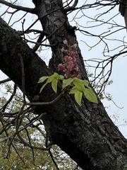 Aesculus × carnea