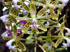 Epidendrum cristatum