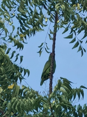 Amazona albifrons