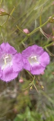 Agalinis peduncularis