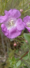 Agalinis peduncularis