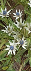 Eryngium proteiflorum