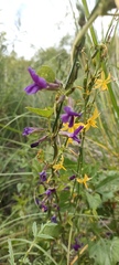 Echeandia flavescens