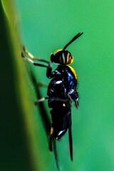 Cyphomyia