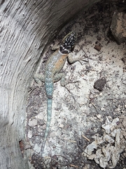 Sceloporus
