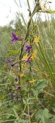Echeandia flavescens