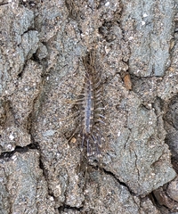 Scutigera linceci