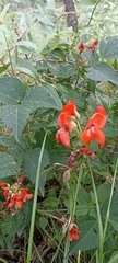 Phaseolus coccineus